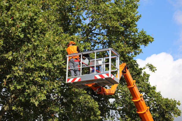 Professional Tree Service in Blakely, PA